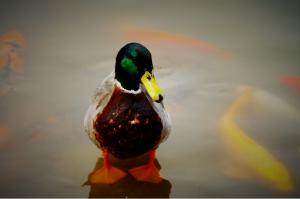 wild duck in panda base chengdu
